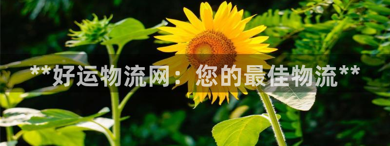 28圈头像：**好运物流网：您的最佳