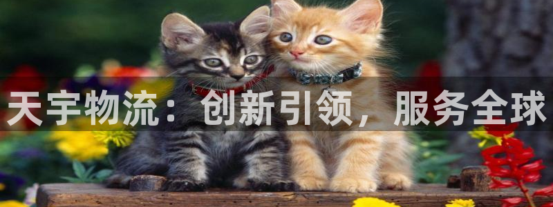 28圈账号注册：天宇物流：创新引领，