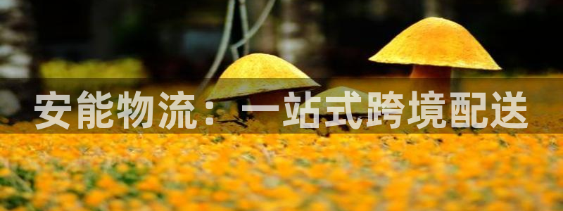 28圈.ccmpc正版：安能物流：一